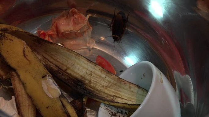 美洲蟑螂 (Periplaneta americana)，巨大的蟑螂，藏在厨房食物残渣之间。超高清4