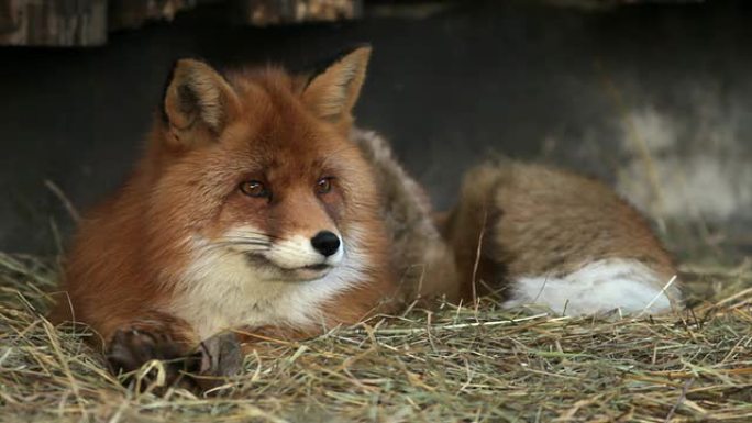 在自然环境中摆姿势的红狐狸雄性的全长肖像。