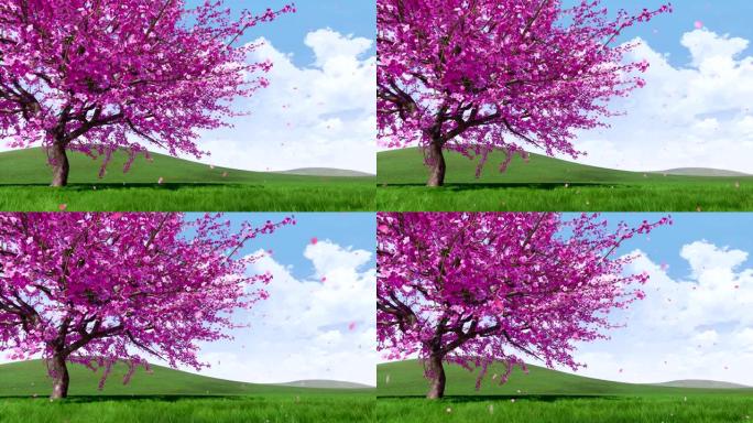 郁郁葱葱的樱花樱花，花瓣落下