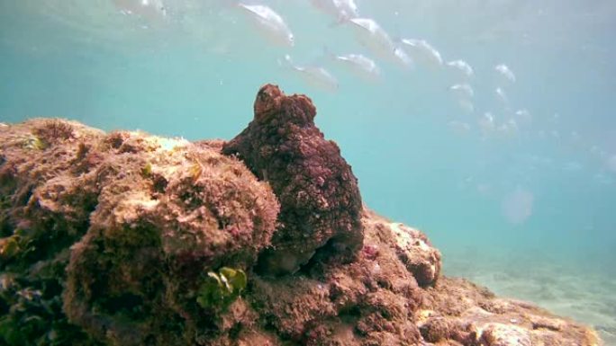 好奇的红色章鱼 (章鱼cyanea) 在一块岩石上看着一大群trevally，然后害怕并藏在一个洞里