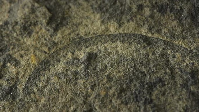 笔石化石