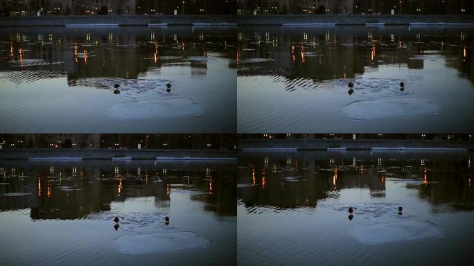城市浮冰上的鸭子