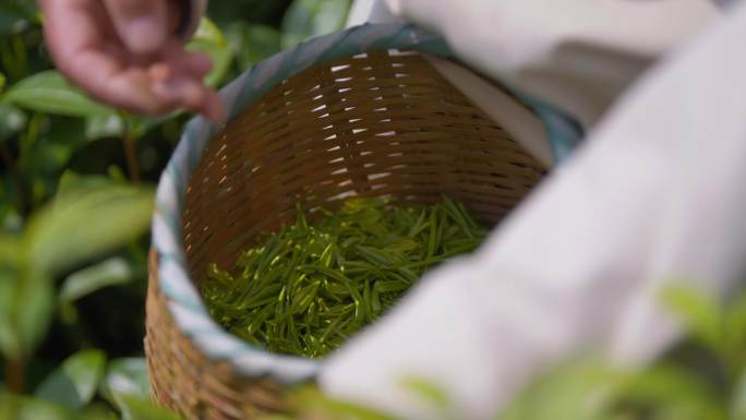 茶叶茶山茶艺茶园采茶茶红茶绿茶春茶茶叶茶