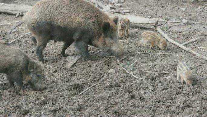 野猪和小猪在泥土中挖掘