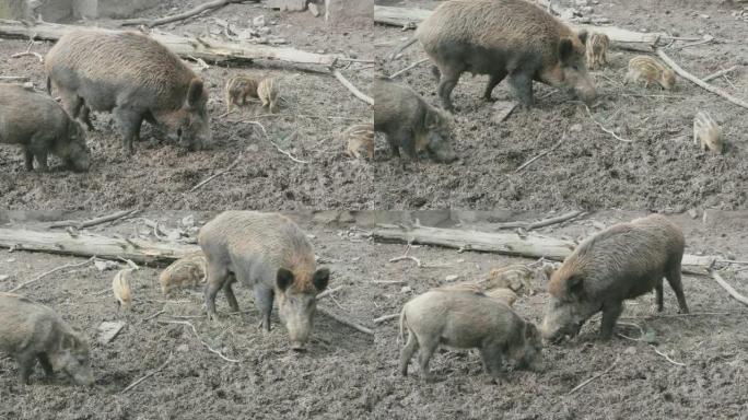 野猪和小猪在泥土中挖掘