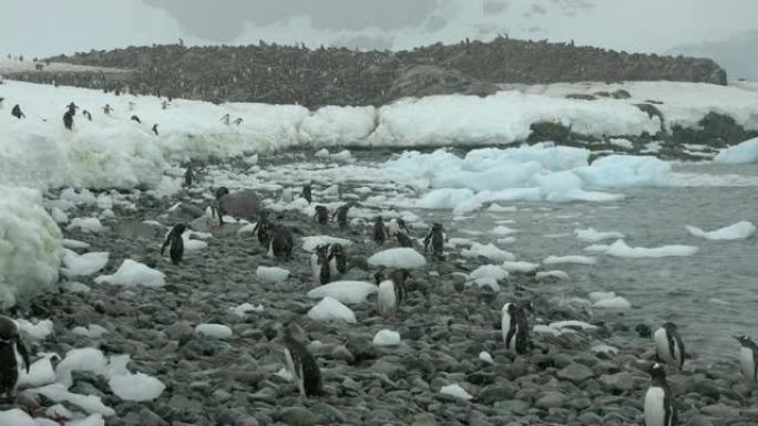 库弗维尔岛埃雷拉海峡的落雪南极洲筑巢的gentoo企鹅殖民地