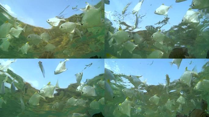水面以下的一大群鱼银月鱼或银月鱼 (Monodactylus argenteus) (仰视)，印度洋