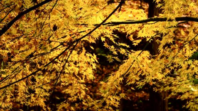 日本枫树在秋天变黄。摄像机缩小。