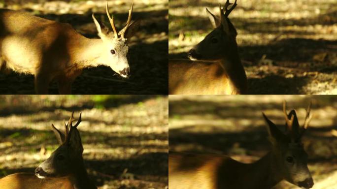 欧洲马鹿 (Capreolus capreolus)