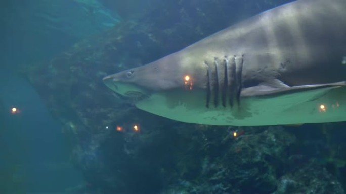 一条大鲨鱼在底部的珊瑚中游动。海洋馆水族馆里愤怒的攻击性动物