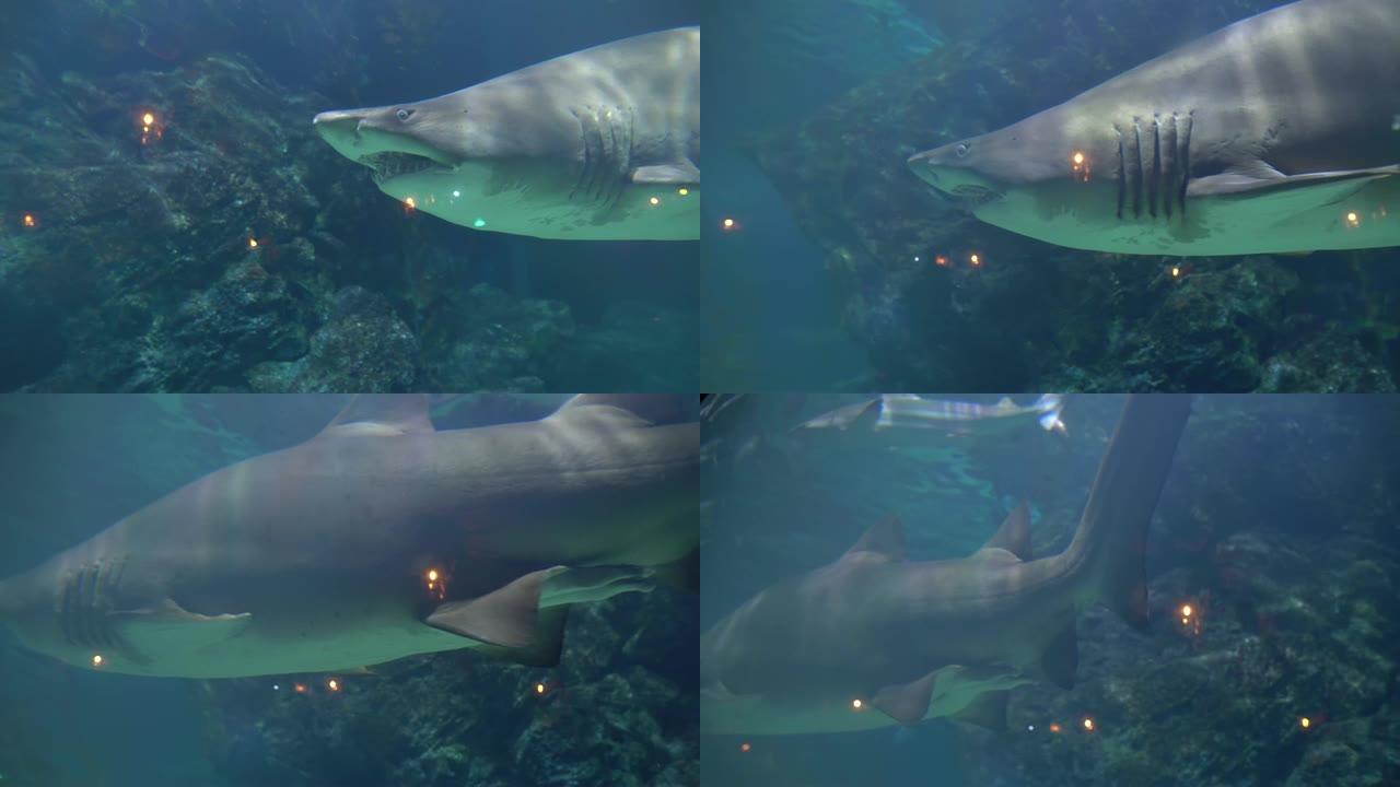 一条大鲨鱼在底部的珊瑚中游动。海洋馆水族馆里愤怒的攻击性动物