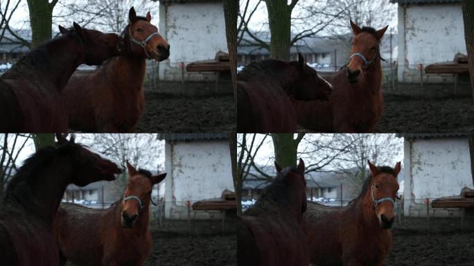 冬季白天，两只棕色种马在畜栏里互相戏弄