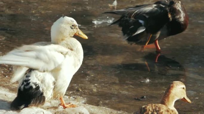 白鸭在冻结的池塘中沐浴 (anas platyrhynchos)