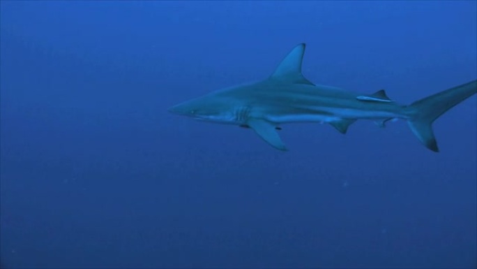南非蓝水中的单海洋黑鳍鲨