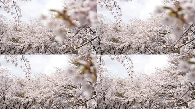 春季公园的Somei yoshino sakura