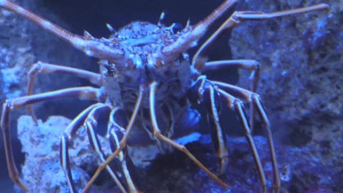 刺龙虾-从前面看