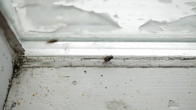 窗玻璃上的讨厌的家蝇