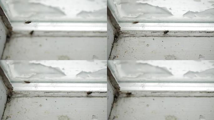 窗玻璃上的讨厌的家蝇