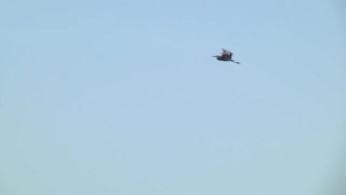 灰鹭在天空中飞得很高。