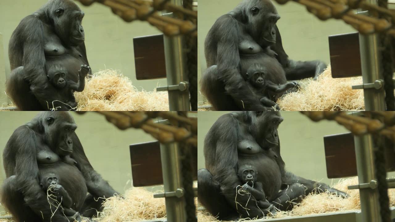 大猩猩母亲和她的孩子坐在一起