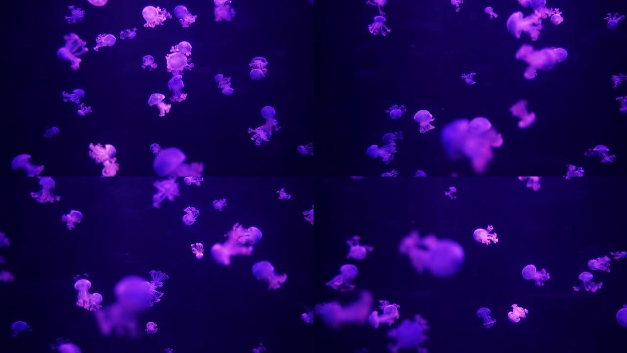 一组美丽的紫色水母美杜莎自然背景