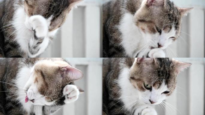 特写短毛猫舔脚清洁脸和头发的慢动作镜头。猫是一种非常卫生的动物。