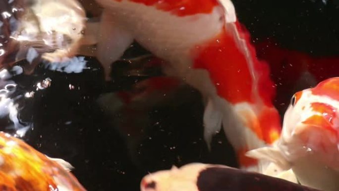 美丽的锦鲤鱼在颗粒漂浮的水中游泳