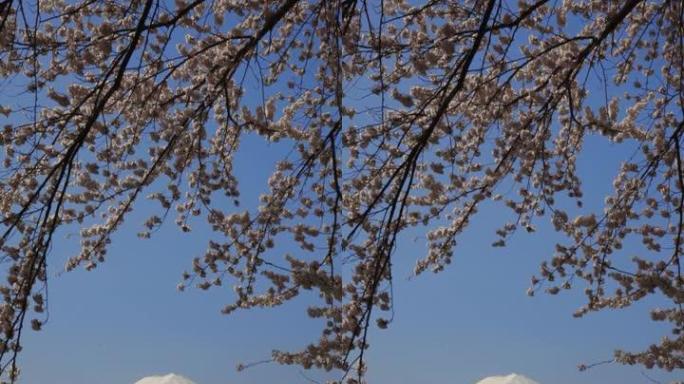 日本山梨县川口湖的富士樱花 (樱花)