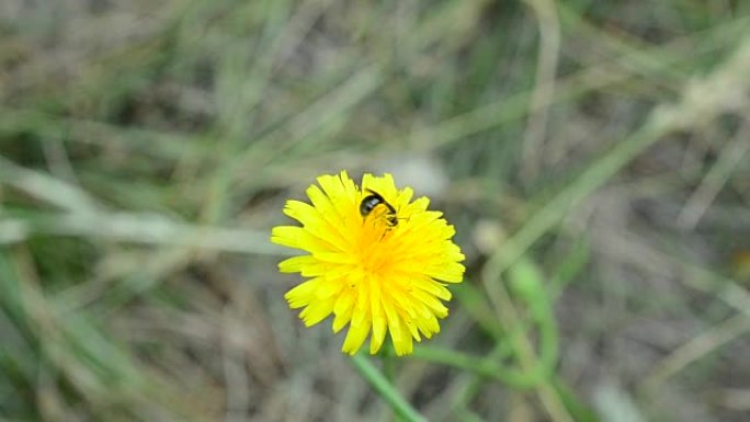 蜜蜂在黄色蒲公英花上收集花粉