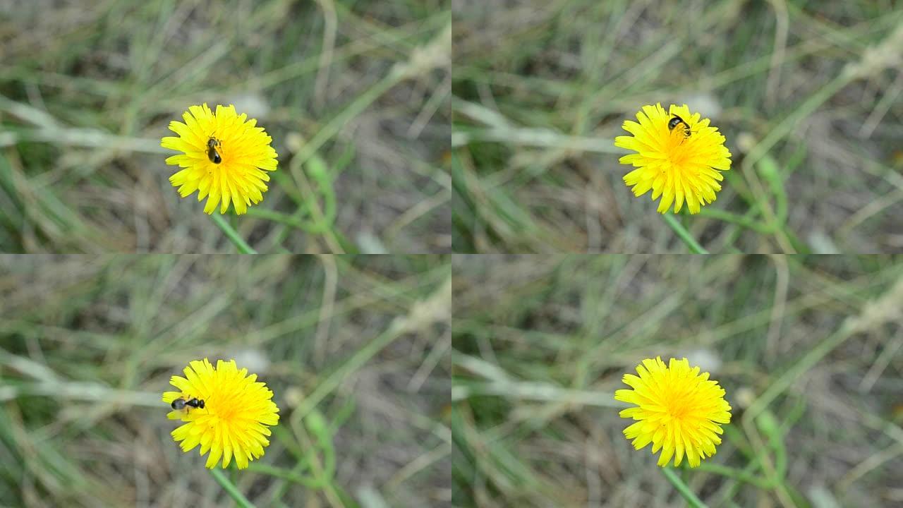 蜜蜂在黄色蒲公英花上收集花粉
