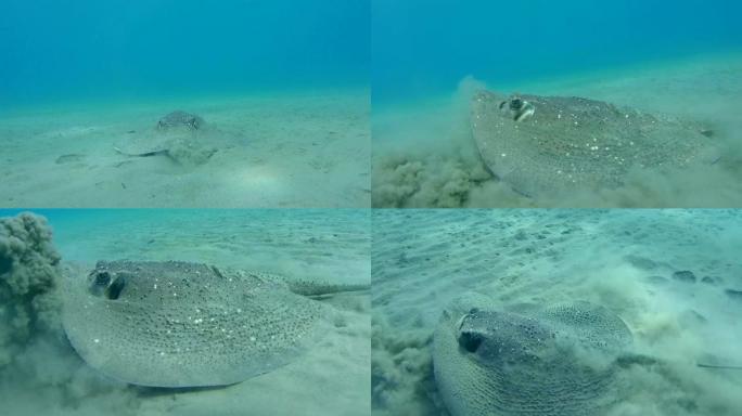 圆形的ribbontail ray (Taeniura meyeni) 在沙质海底，红海，马萨阿拉姆