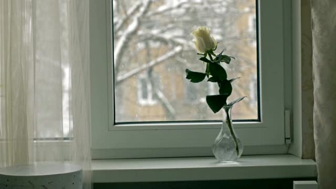 窗台上的白玫瑰