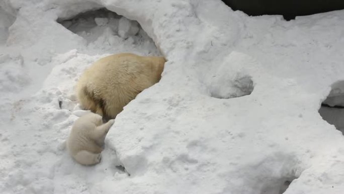 有小幼崽的白色北极熊家族。新生的北极熊幼崽在雪地上玩耍。