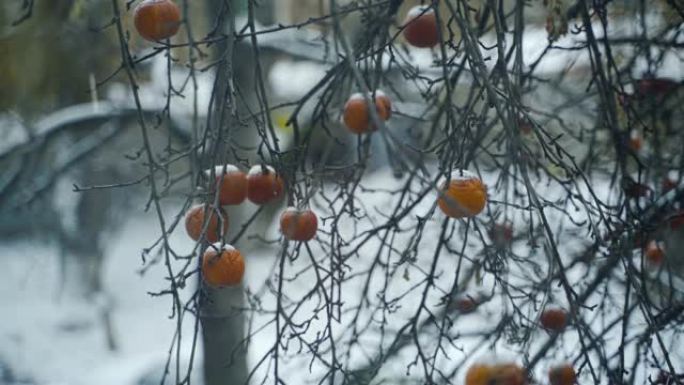 小雪落在树枝上，红苹果果实仍在树上，白雪背景下结霜。