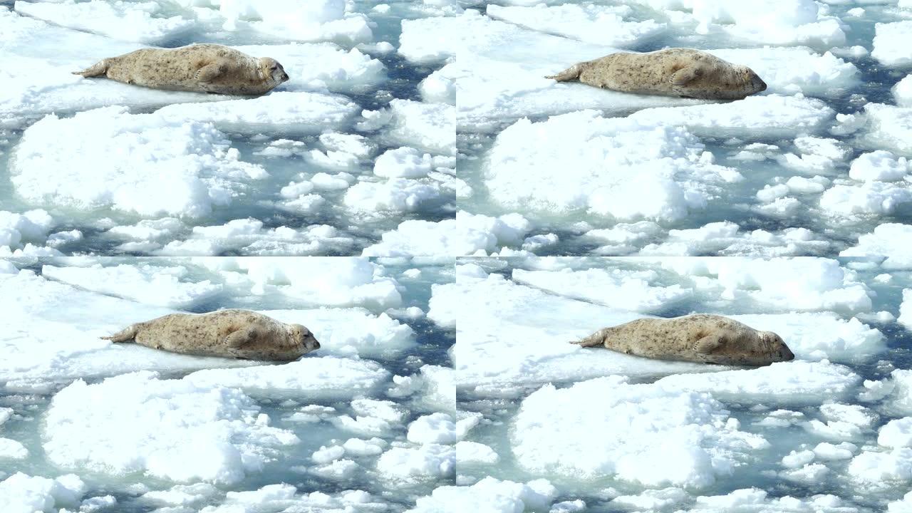 北海道冰上可爱的海豹