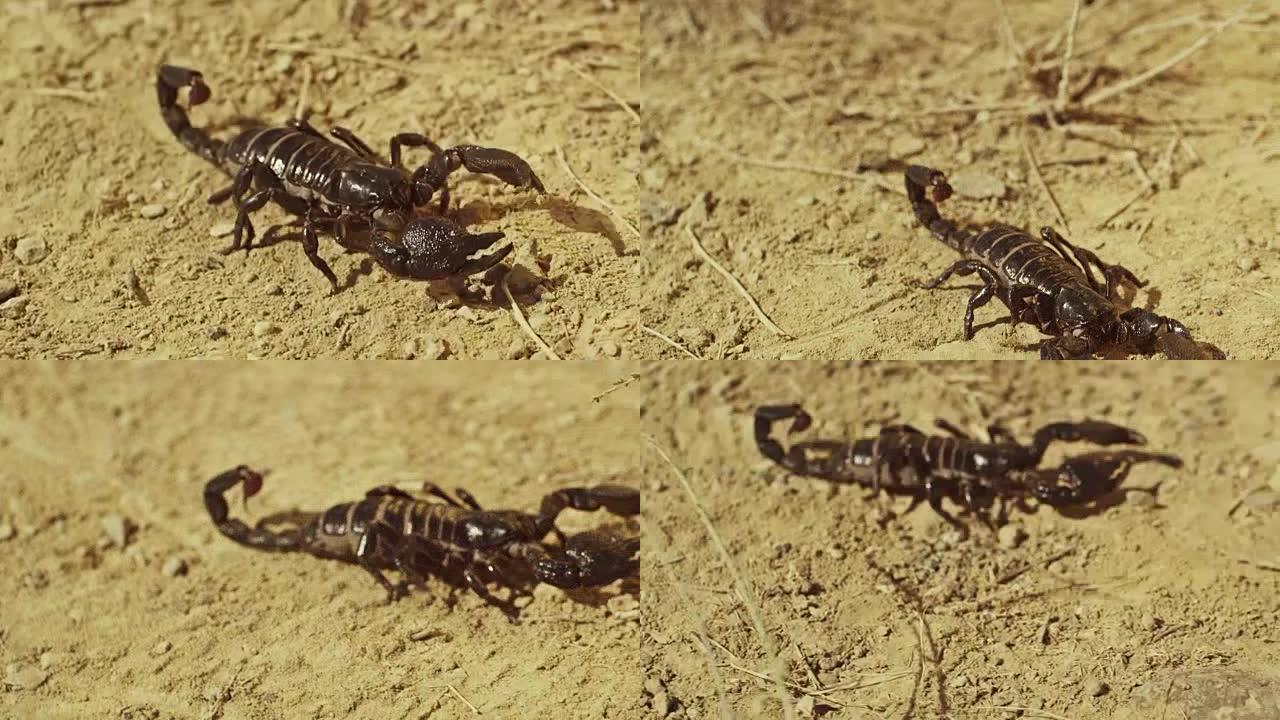 蝎子在地面上奔跑，沙漠。亚洲黑蝎特写镜头。摄像机运动。在红色史诗巨龙电影相机上拍摄。