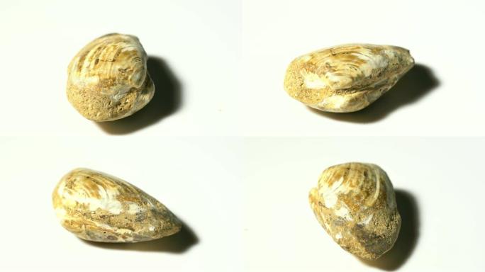 贻贝化石矿物石样品在白色背景下旋转