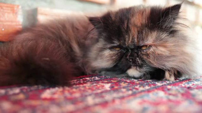 睡在地毯上的波斯猫，特写