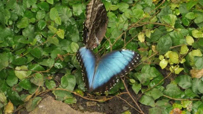 地面上的两只蓝色morpho蝴蝶，飘扬