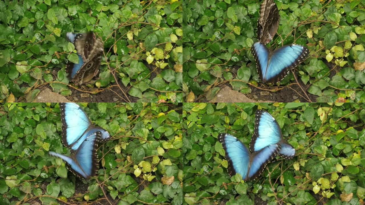 地面上的两只蓝色morpho蝴蝶，飘扬