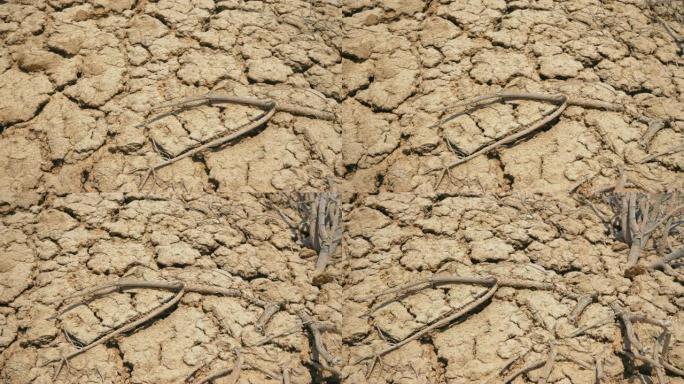 干旱期间干燥死亡和破裂的地球的特写镜头
