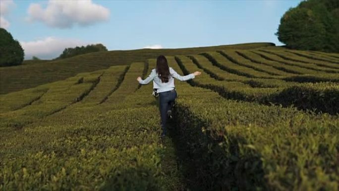 快乐的女孩在茶树丛中奔跑，转向镜头