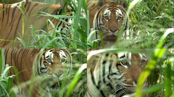 笼子里的孟加拉虎在高草丛中行走