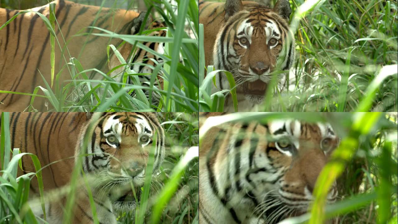 笼子里的孟加拉虎在高草丛中行走