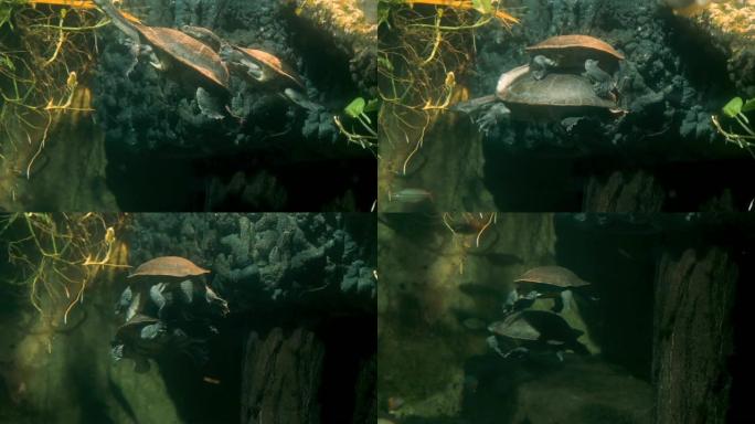 蛇颈水龟交配