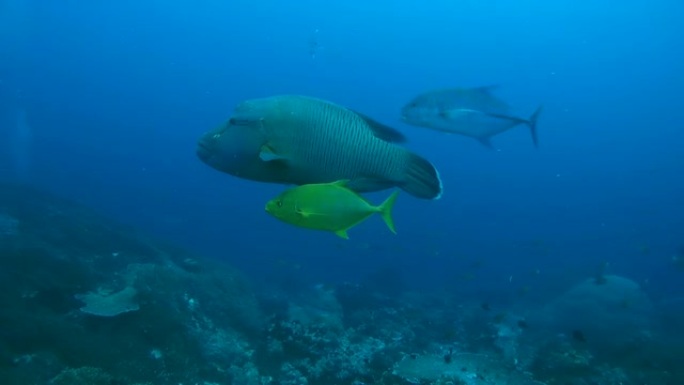 年轻的拿破仑鱼-Cheilinus undulatus，蓝鳍小鱼-Caranx melampygus