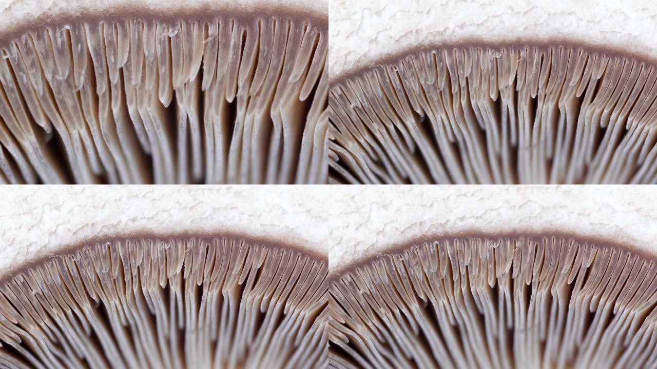 微距拍摄蘑菇的细小鳃