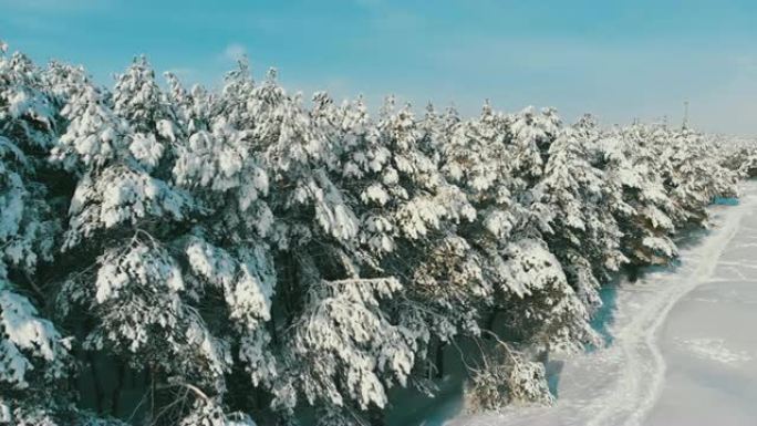 晴天冬季松林和雪路的鸟瞰图