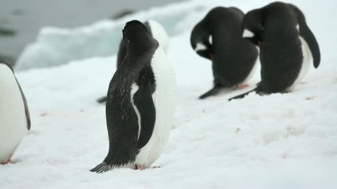 Gentoo企鹅preen walk Danco Island南极洲Gerlache海峡