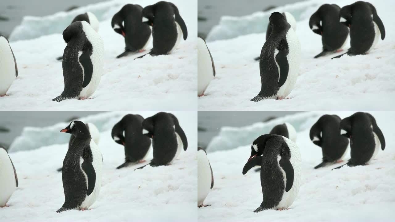 Gentoo企鹅preen walk Danco Island南极洲Gerlache海峡